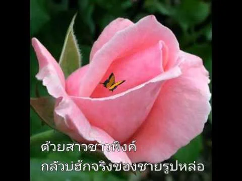 กุหลาบเวียงพิงค์