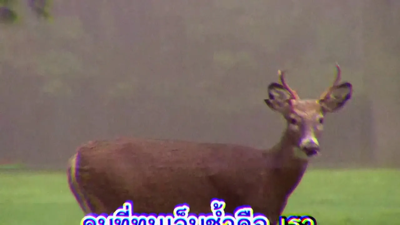 ช้ำคือเรา