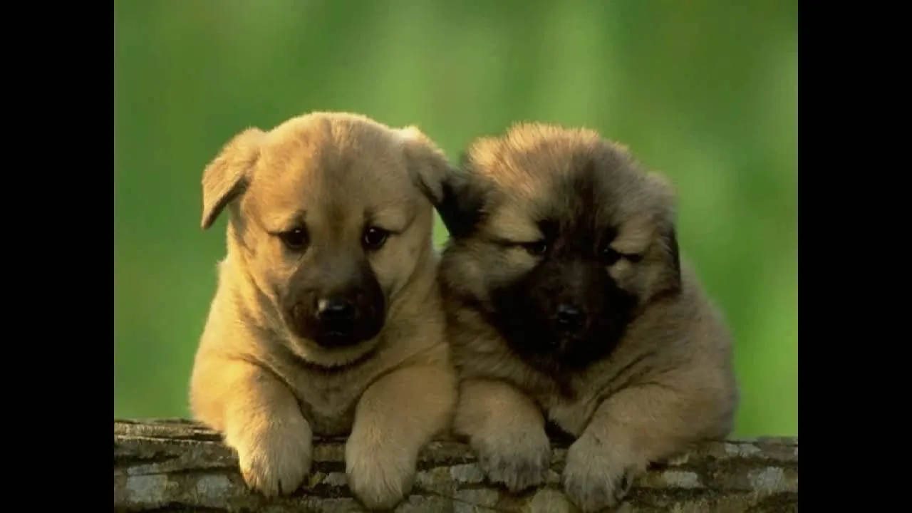 คู่กันแล้ว ไม่แคล้วกัน