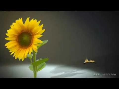 ไม้ขีดไฟกับดอกทานตะวัน