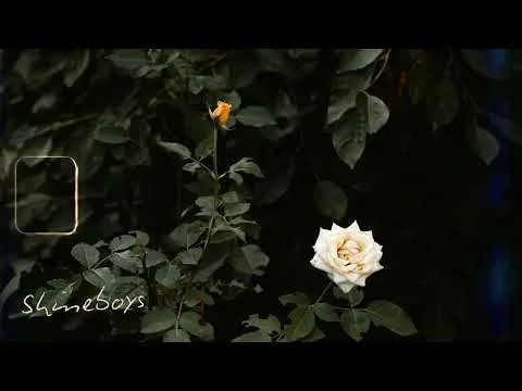 กุหลาบขาว (White Rose)