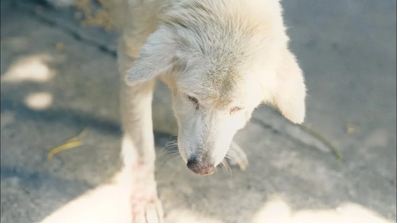 แค่เพียงขอ