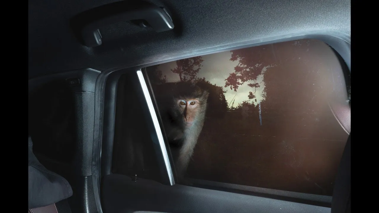 หมากแพง